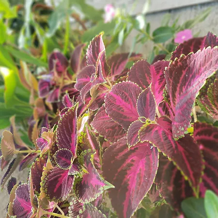 Europa Отель Родос