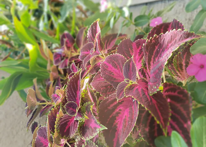 Europa Otel Rhodes City